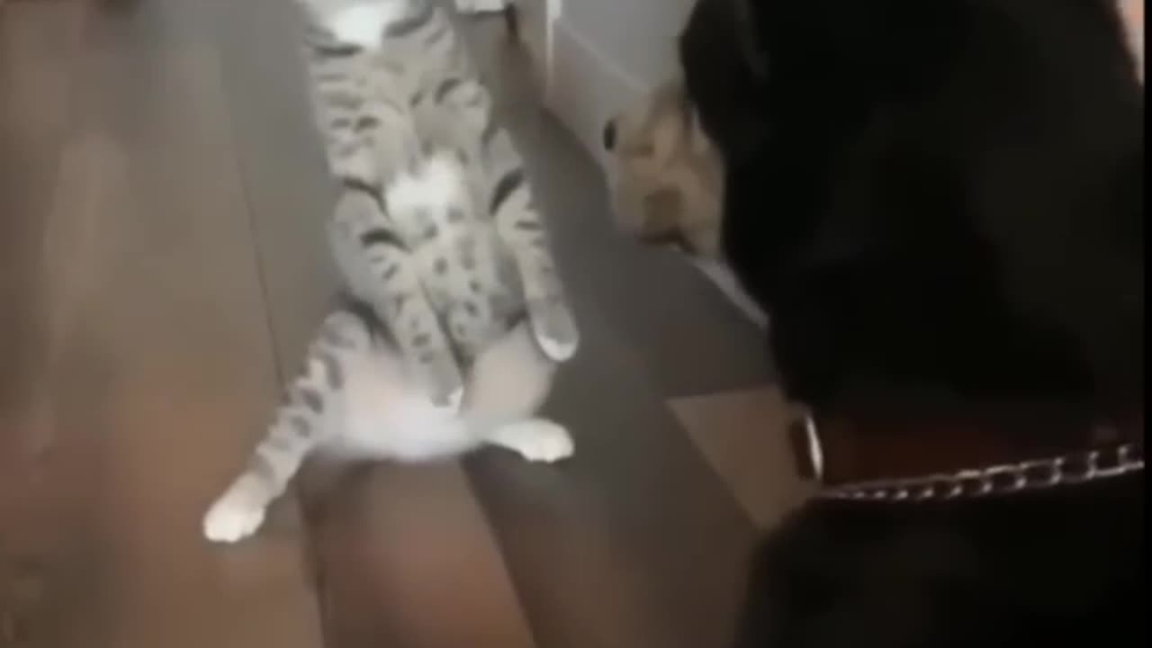 Cat vs Dog