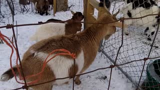 Pretty Polly , Queen of Fainting Goats