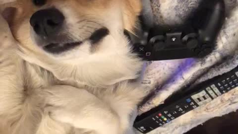 Two tan white dogs lay on couch asleep