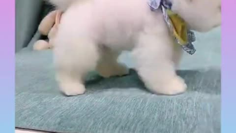 Cute and Funny baby dogs video