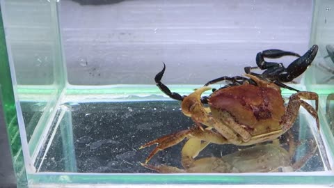 Scorpion 🦂 VS Crab 🦀