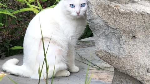 cat