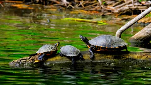 turtles relaxing