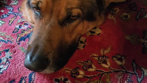 German shepherd under the table.