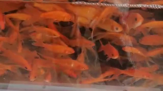 beautiful goldfish