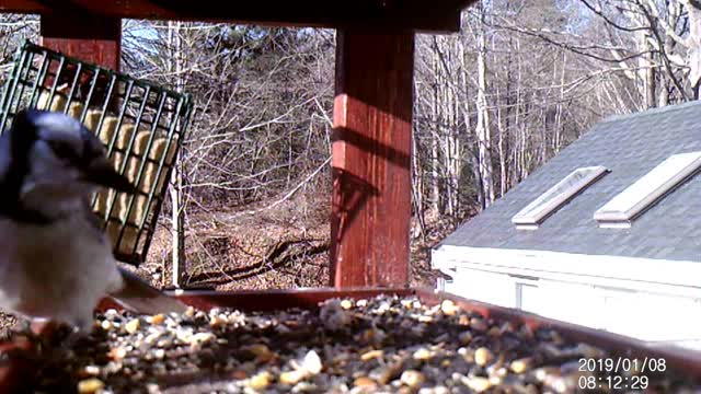 Bird Camera January 3, 2021