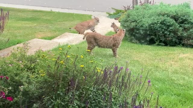 Bobcat Family Having Fun in Front Yard