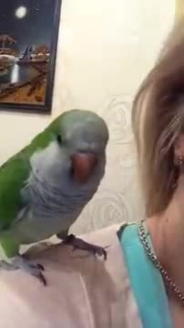 Bird kissing Owner