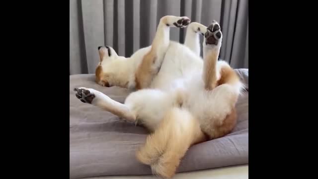 Can he get back to hes feet?? Funniest Dogs And Cats Videos - Best Funny Animal Videos of the 2022!