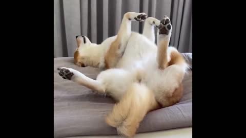 Can he get back to hes feet?? Funniest Dogs And Cats Videos - Best Funny Animal Videos of the 2022!