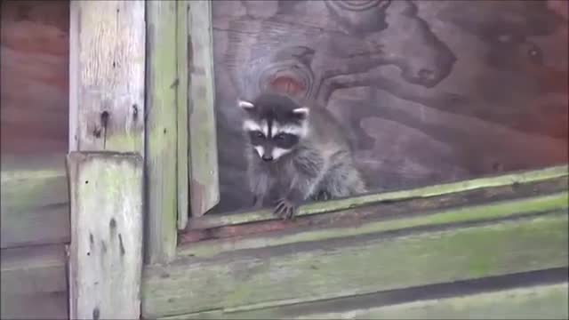 CHEEKY BABY RACCOON