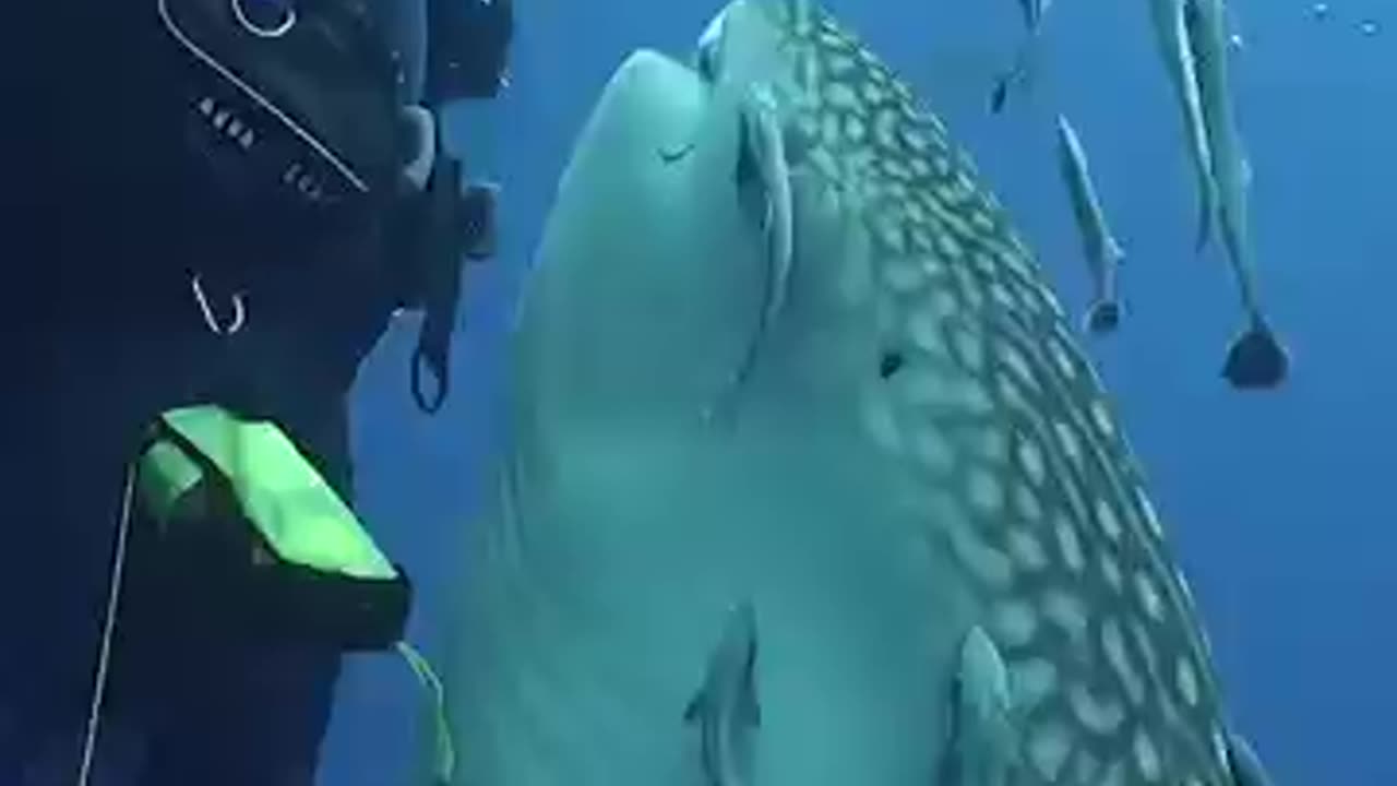 CLOSE ENCOUNTER WITH SHARK