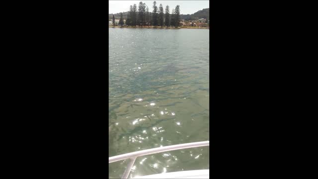 Familia en un bote es rodeada por un enorme tiburón blanco