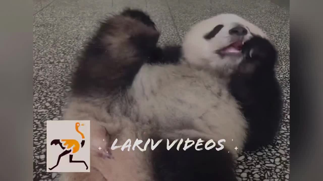 Funny PANDA Moves