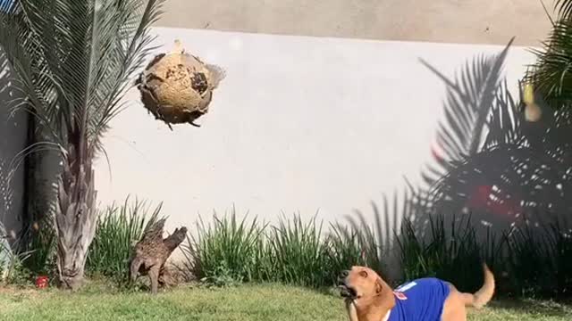 Dog futebol