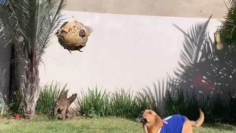 Dog futebol