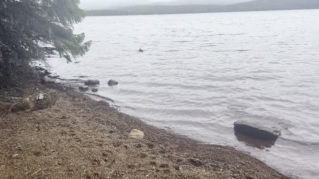 Shoreline Forest Hiking Around Timothy Lake – Mount Hood – Oregon – 4K