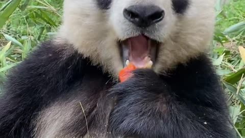 giant panda