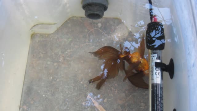 Oranda con problemas de vejiga (día +2)