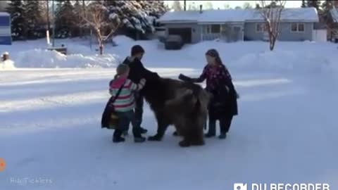 Newfoundland with kids on snow