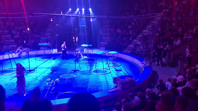 Circus Tiger has Seizure