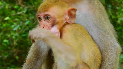 Orphan Monkey Has Adopted by New Brother