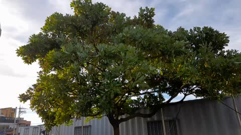 tree swaying in the wind