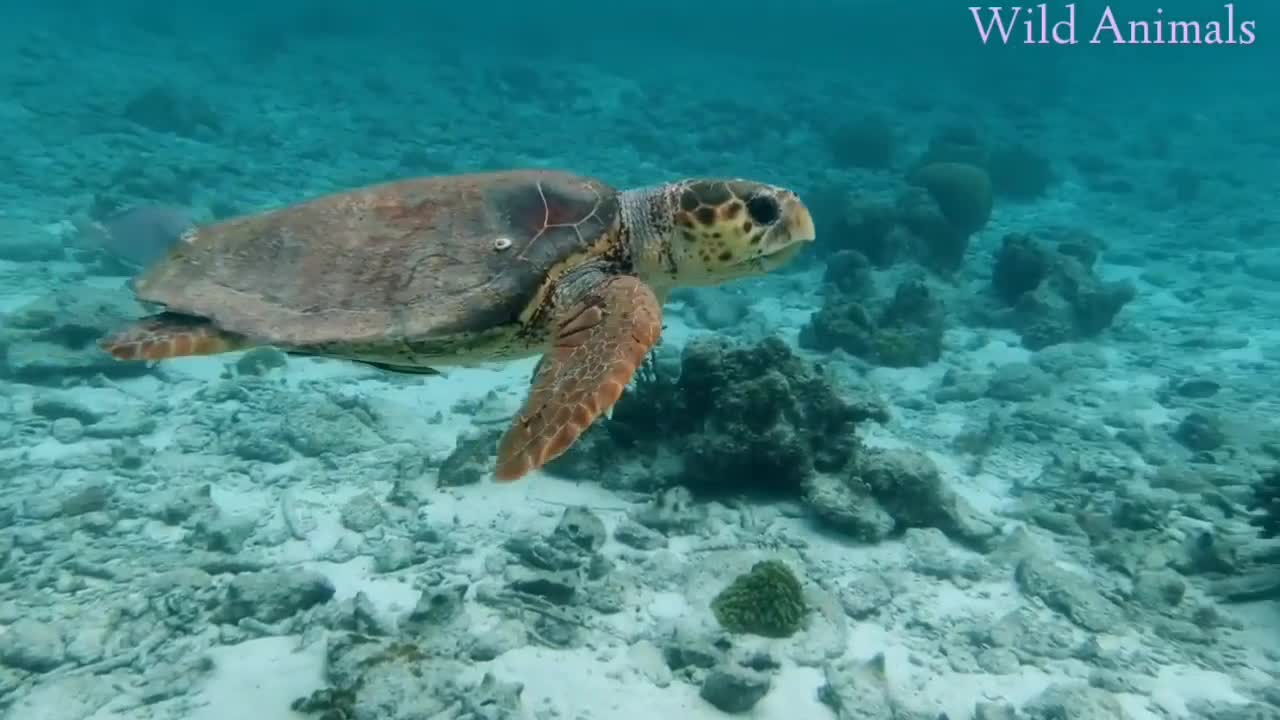 Wildlife - Free Nature animals Videos - No copyright video - Royalty free nature videos