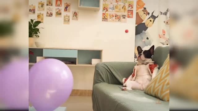Baby Dogs - Cute and Funny Dog Videos Compilation #25 | Aww Animals# shorts