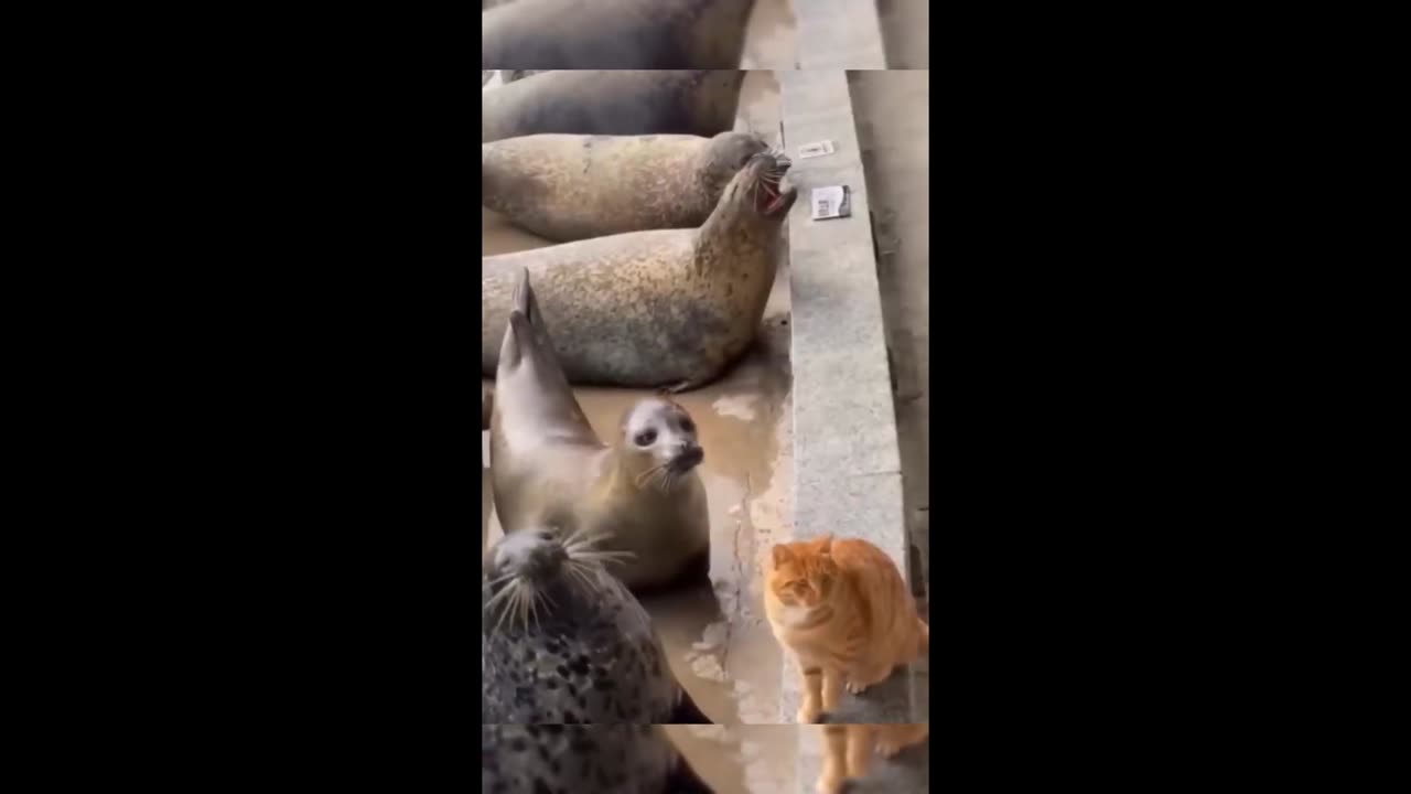 Funny Animals | Cat,Dog | Videos