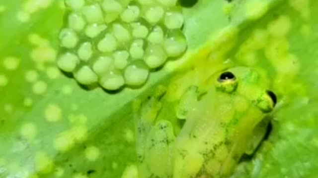 small frog with it's eggs