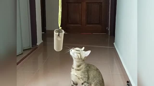 A cat reaching and playing with a hanged carton