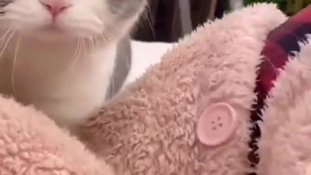 Cute cat meowing