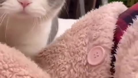 Cute cat meowing