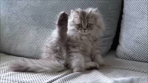 Persian cat funny and cute