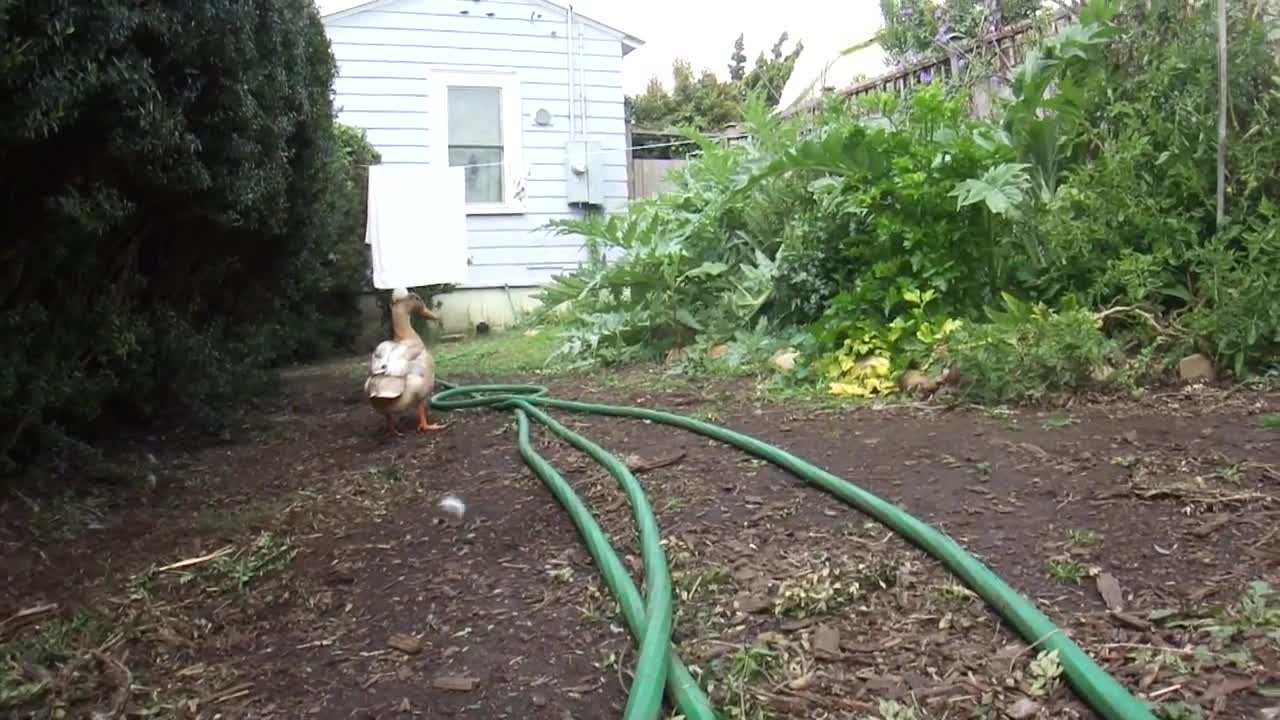 Cute duck just want to play