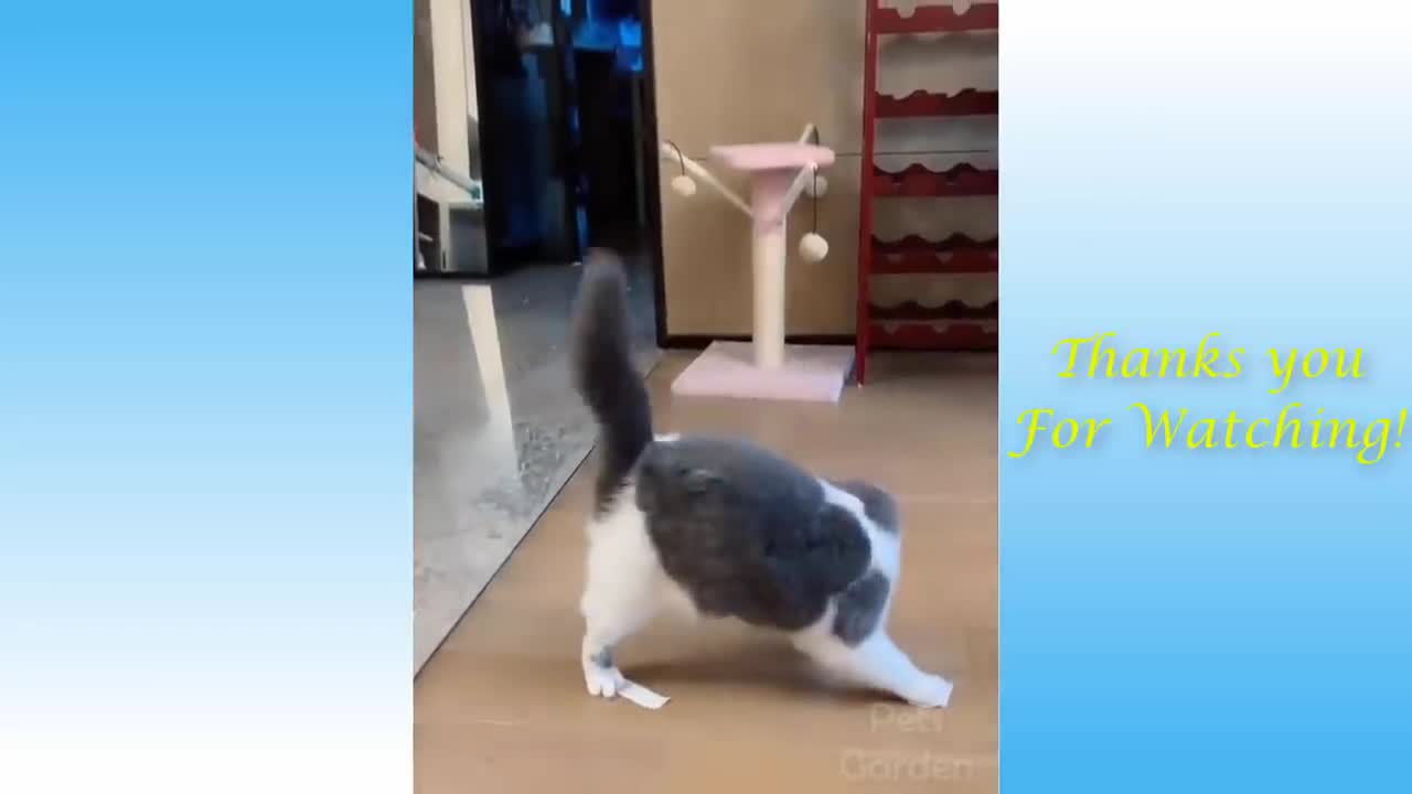 Cat are confused the mirror | cat fight with mirror cat its very funny | #cat #catfight