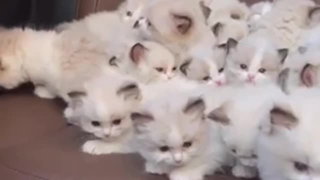 Cute baby cats 🐈 Who needs one comment