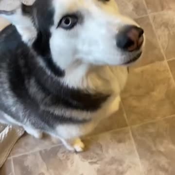 Guilty Husky Tries To Blame Other Dog! #shorts