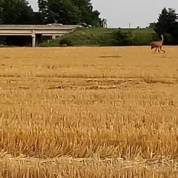 Heroins Wild adventures!!