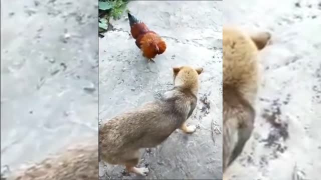 Dog and chicken fighting | funny Dog fight