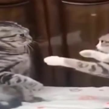 Hilarious 2021 Lil pups and Lil kitts (2)