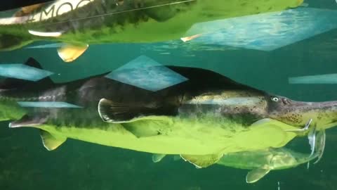 Large humpback fish with whiskers.