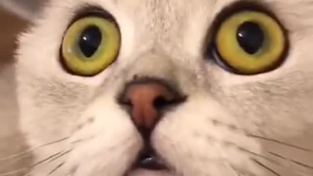 funny cat for memes