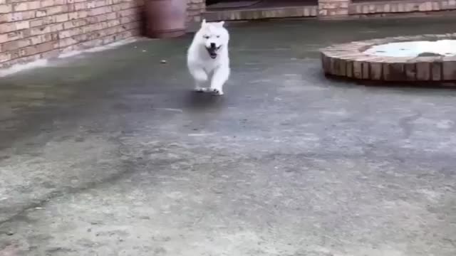 dog parkour