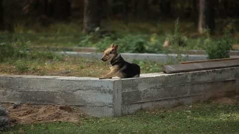 Funny dog walks on a private construction site