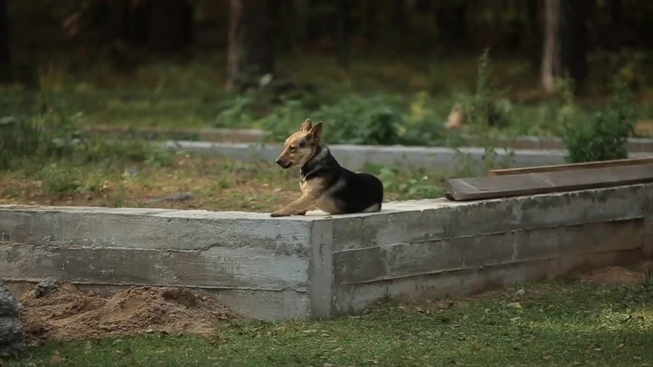 Funny dog walks on a private construction site