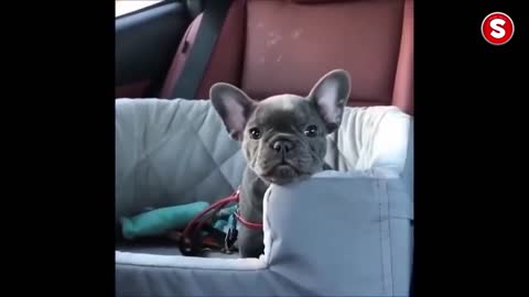 Funny Pets Dogs Cats and Animals