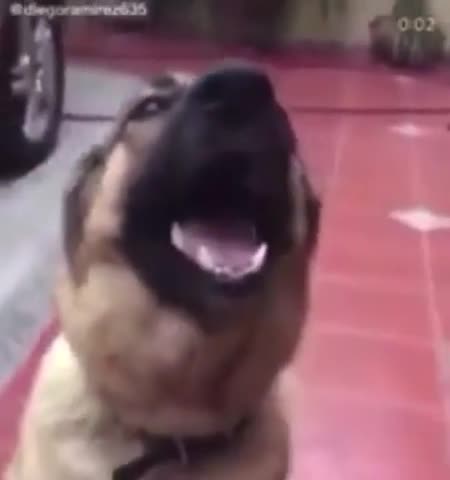 Sticking in the mouth of the ferocious dog