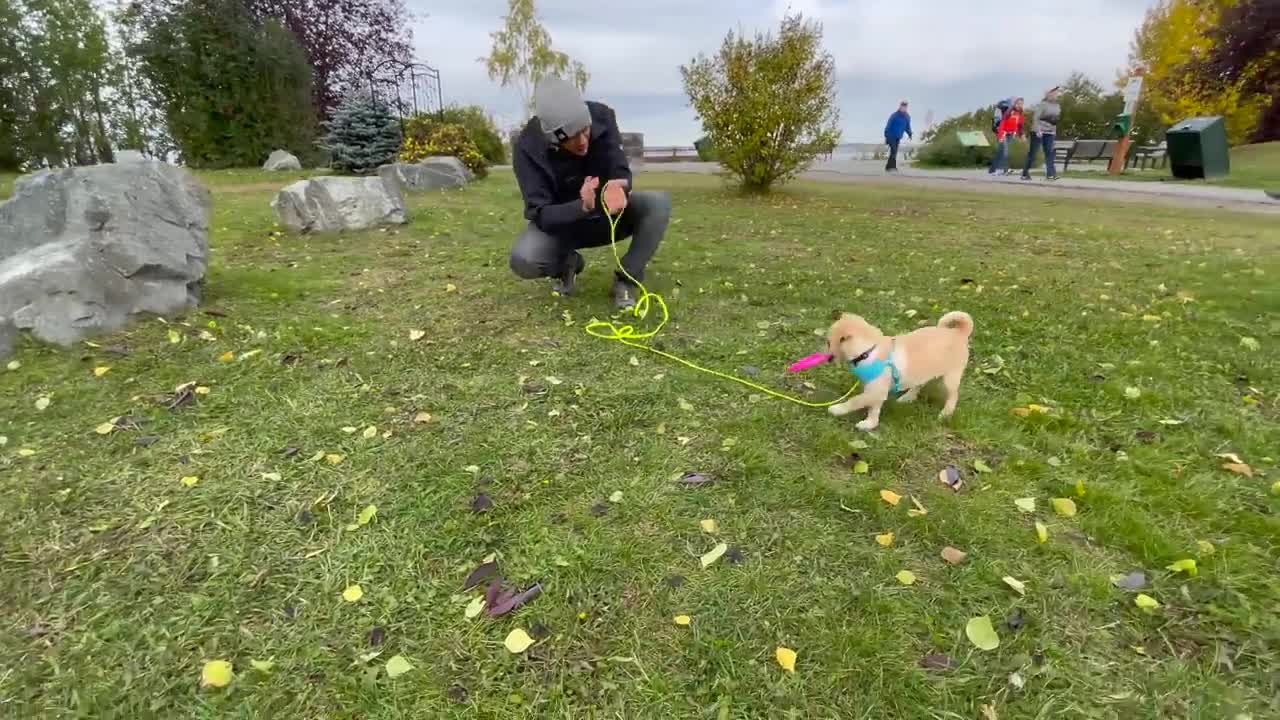 How to Train any Puppy to walk on leash for the first time